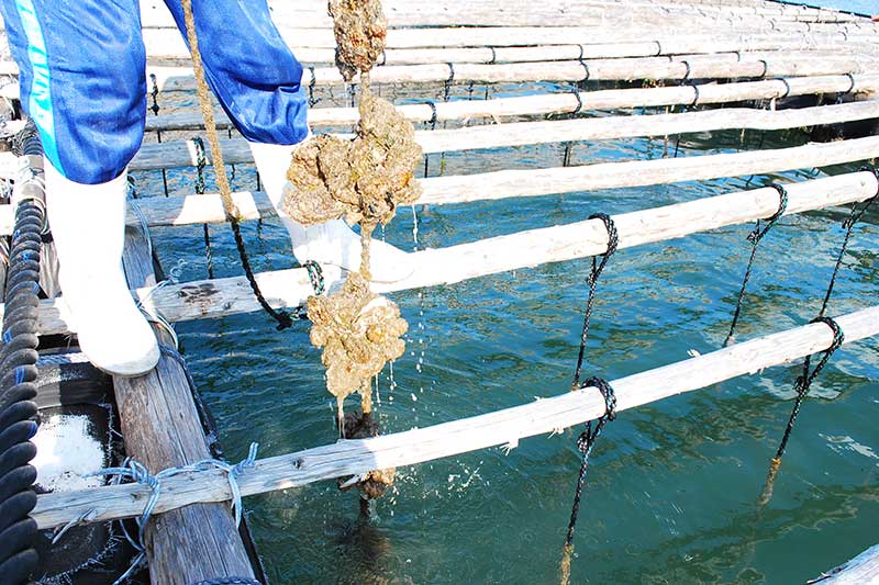 毎日、採れたて